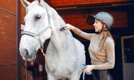 mutuelle pour cheval