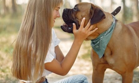 surpoids chien