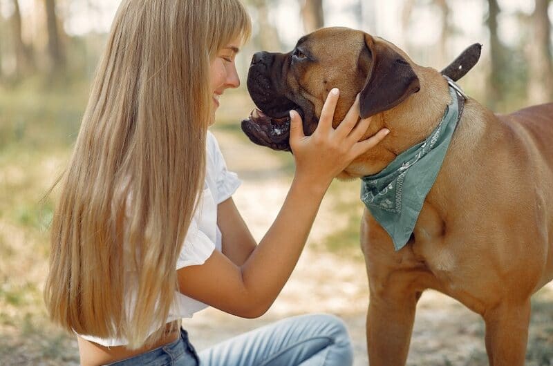 Chien en Surpoids : Comment lui faire perdre du poids ?