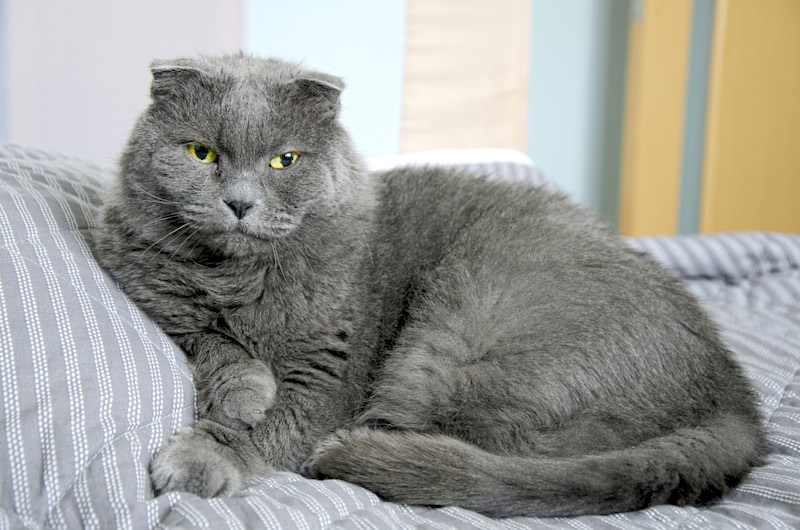durée vie chat