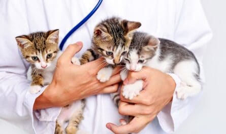 Mutuelle pour animaux