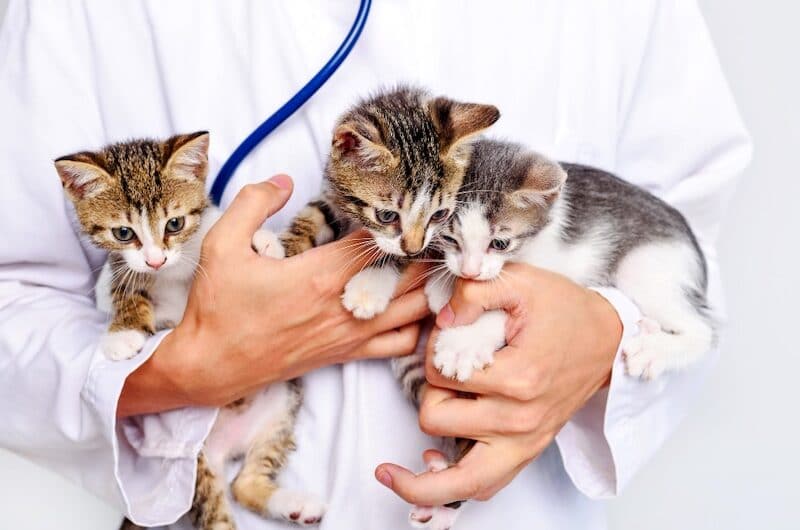 Mutuelle Animaux sans Carence : Que représente la durée de carence ?