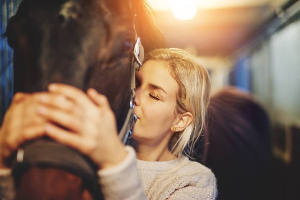 traiter le cheval