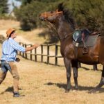 traiter l'anxiété du cheval