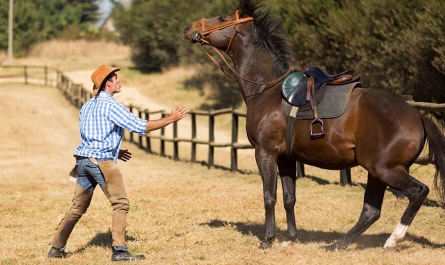 Comment reconnaître et traiter l’anxiété chez le cheval ?