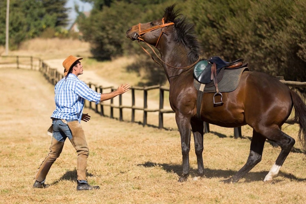 traiter l'anxiété du cheval