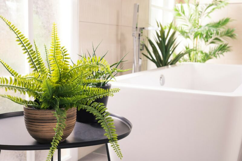 plante dans salle de bain