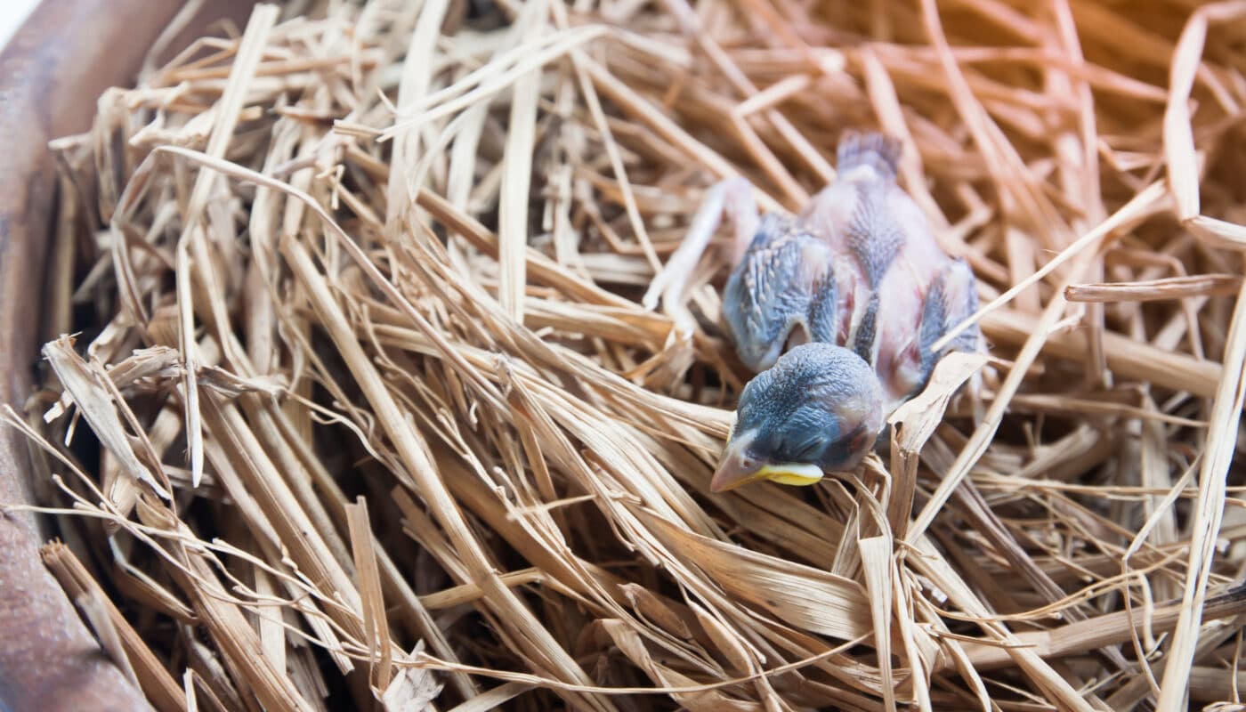 Bébé pigeon dans un nid