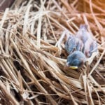 Bébé pigeon dans un nid