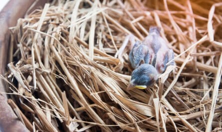 Bébé pigeon dans un nid