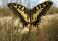 papillon