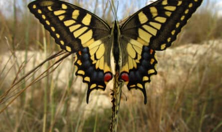 papillon