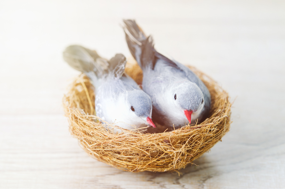 Bébés pigeons dans un nid