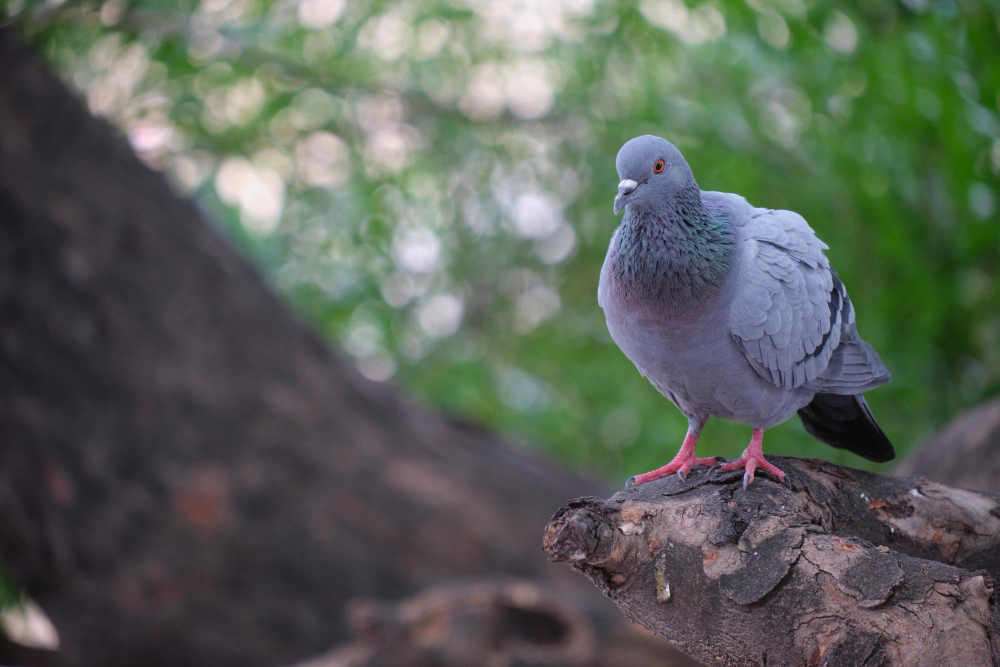 pigeon