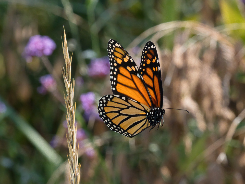 papillon