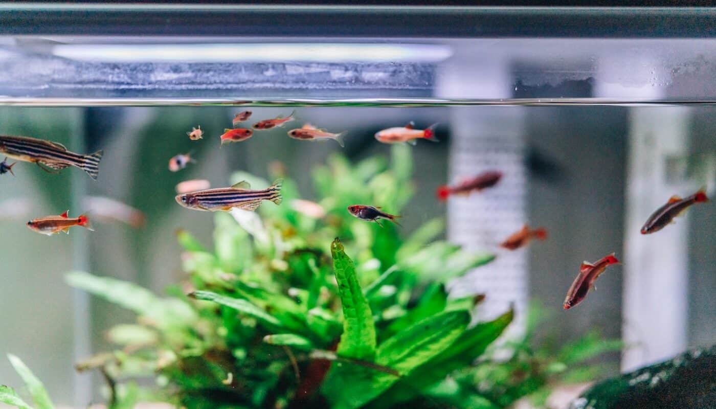 aquarium poissons