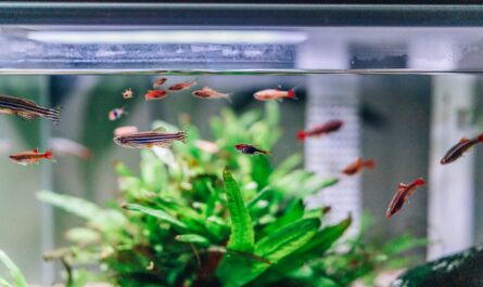aquarium poissons