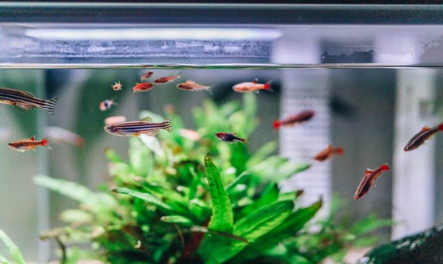 Nettoyer un aquarium: les astuces des pros