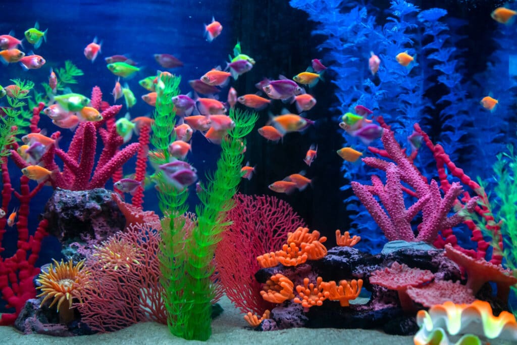 aquarium produit