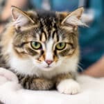 maladies du chat